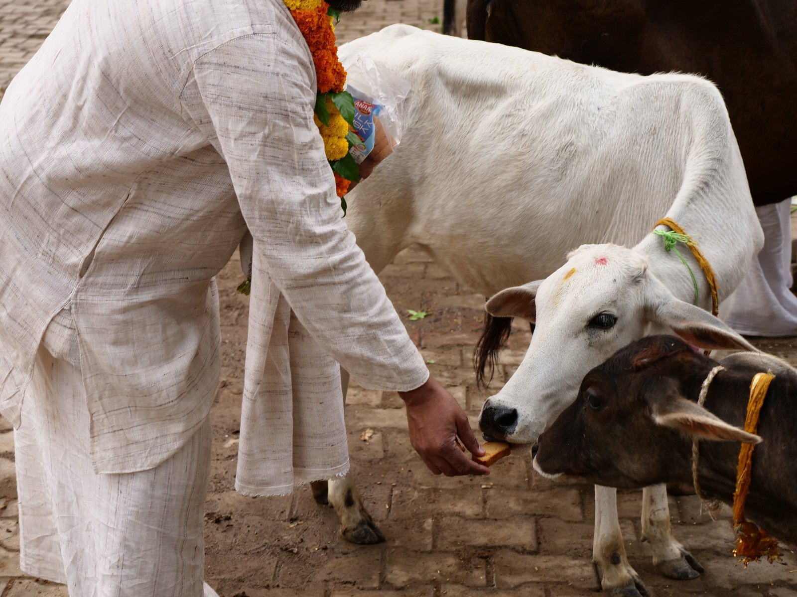  23 Gopashtami Radha kunda Govardhan 19.11.04